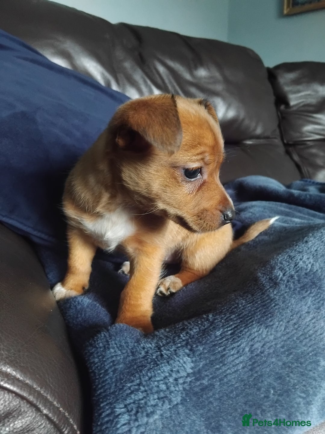 Mixed Breed dogs for sale: Lovely little jackapom puppies  - Image 5