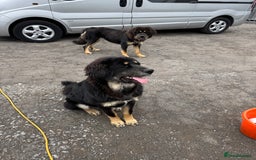 Tibetan Mastiff dogs for sale: 2x Tibetan Mastiff pups - 6 Months old - Image 2