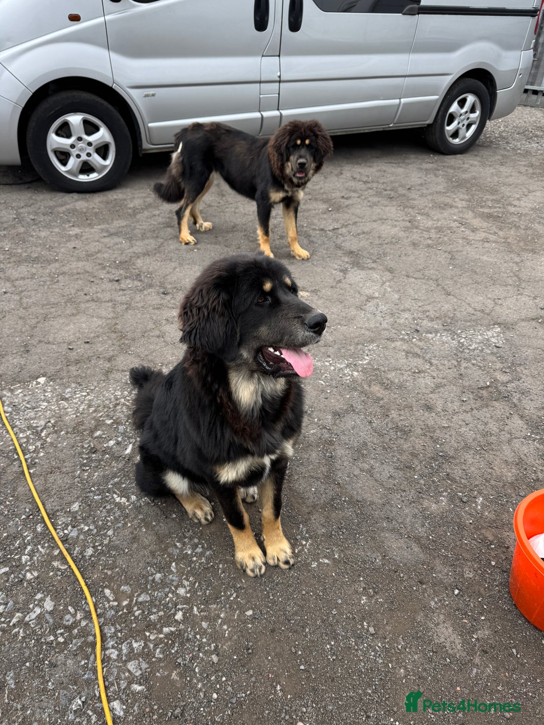 Tibetan Mastiff dogs for sale: 2x Tibetan Mastiff pups - 6 Months old - Image 2