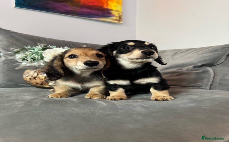 Dachshund dogs - Advert 9