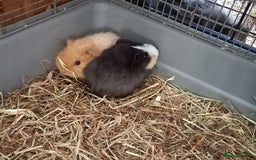 Guinea Pig rodents for sale: Baby male guinea pig pairs - Image 8