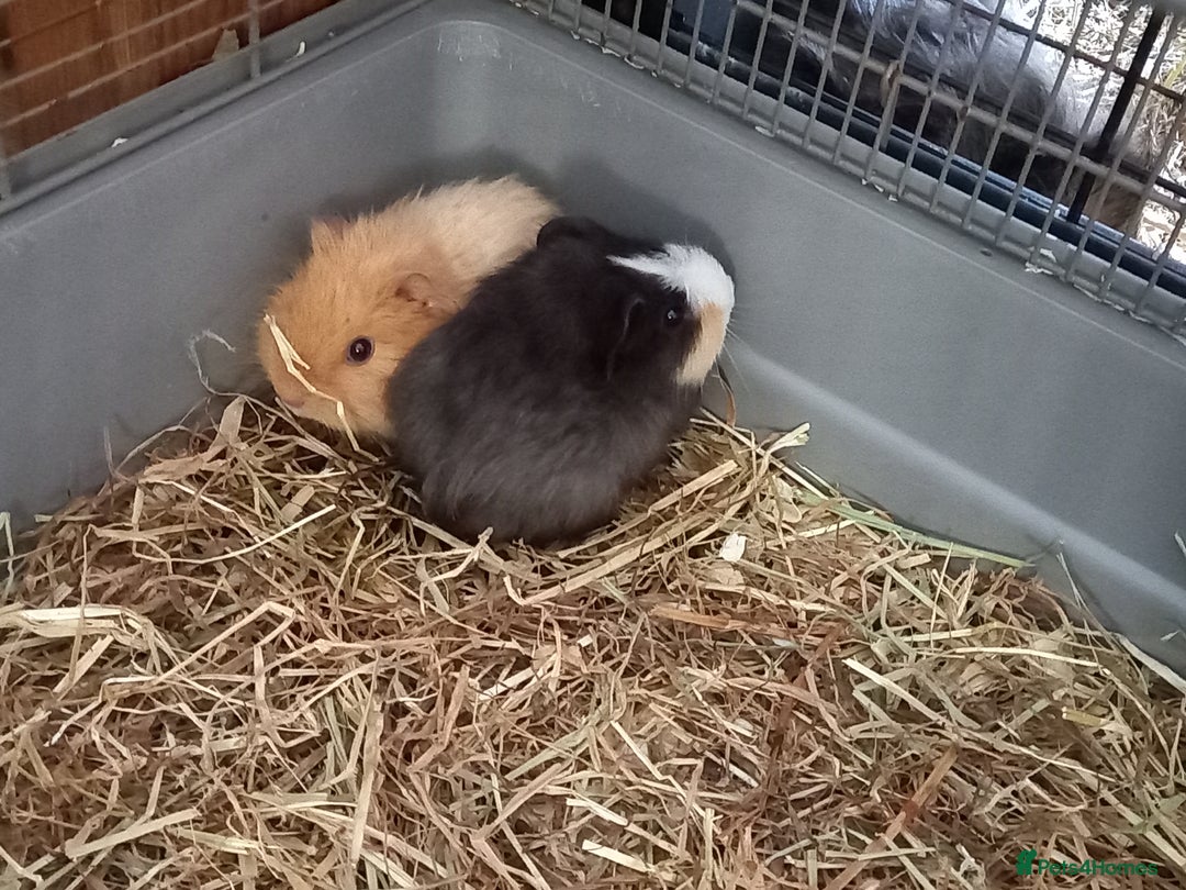 Guinea Pig rodents for sale: Baby male guinea pig pairs - Image 8