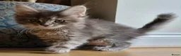 Maine Coon cats for sale: Russian line XXL Maine Coon, Last of reserv litter in Princes Risborough - Advert 17