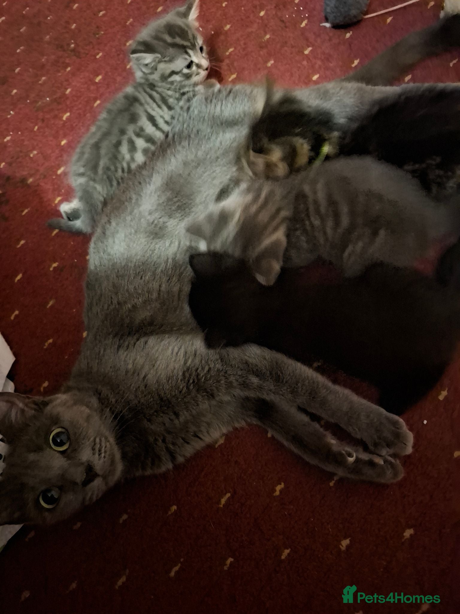 Mixed Breed cats Beautiful kittens looking for their forever homes - Advert 4