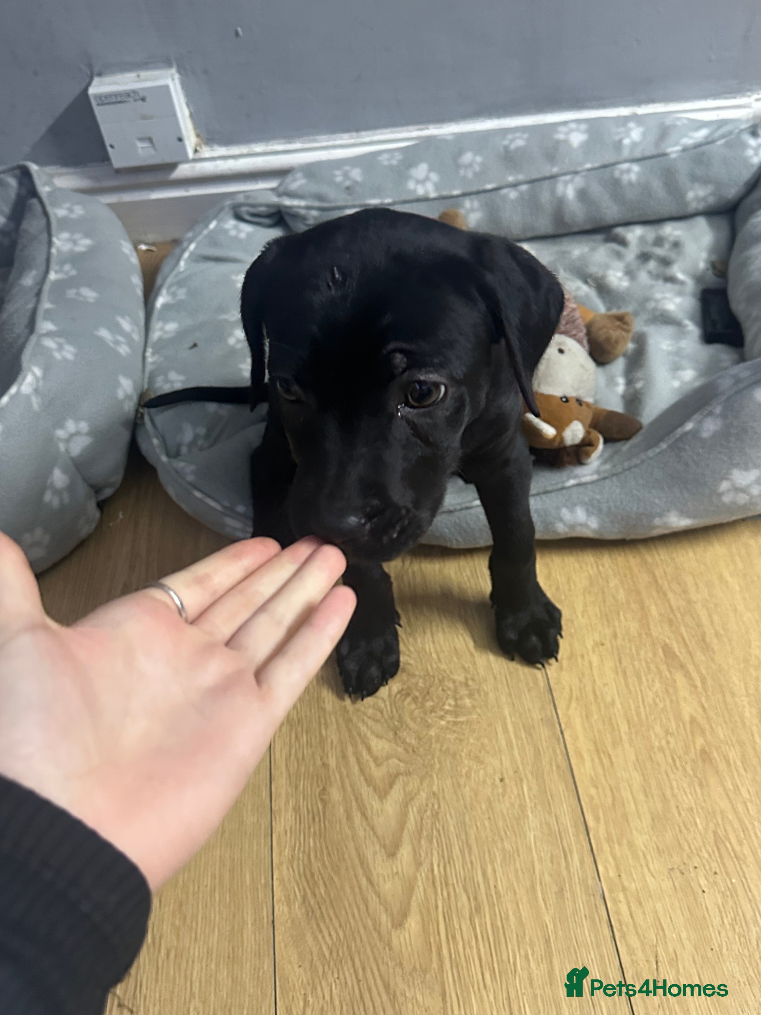 Mixed Breed dogs Cane corso x Dutch hearder  - Advert 1