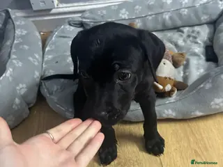 Mixed Breed dogs Cane corso x Dutch hearder - Advert 1