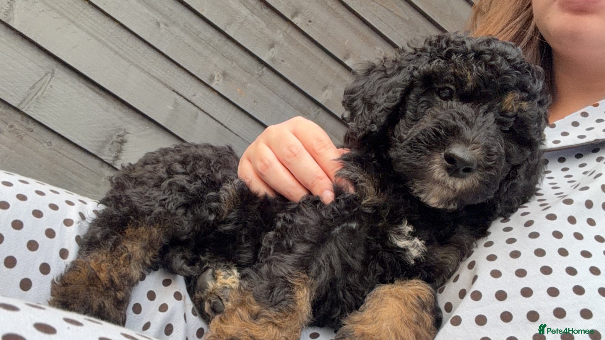 Mini Goldendoodle dogs F1b Mini Goldendoodles.READY TO LEAVE NEXT WEEK 🤍 - Advert 2