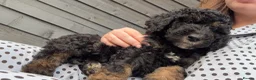 Mini Goldendoodle dogs for sale: F1b Mini Goldendoodles.READY TO LEAVE 🤍 - Advert 2