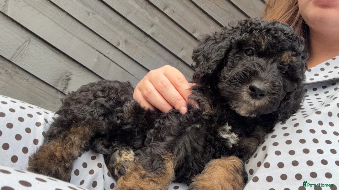 Mini Goldendoodle dogs for sale: F1b Mini Goldendoodles.READY TO LEAVE 🤍 - Advert 2