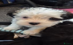 Maltipoo dogs for sale: shipoo puppies reduced READY NOW in Derby - Image 1
