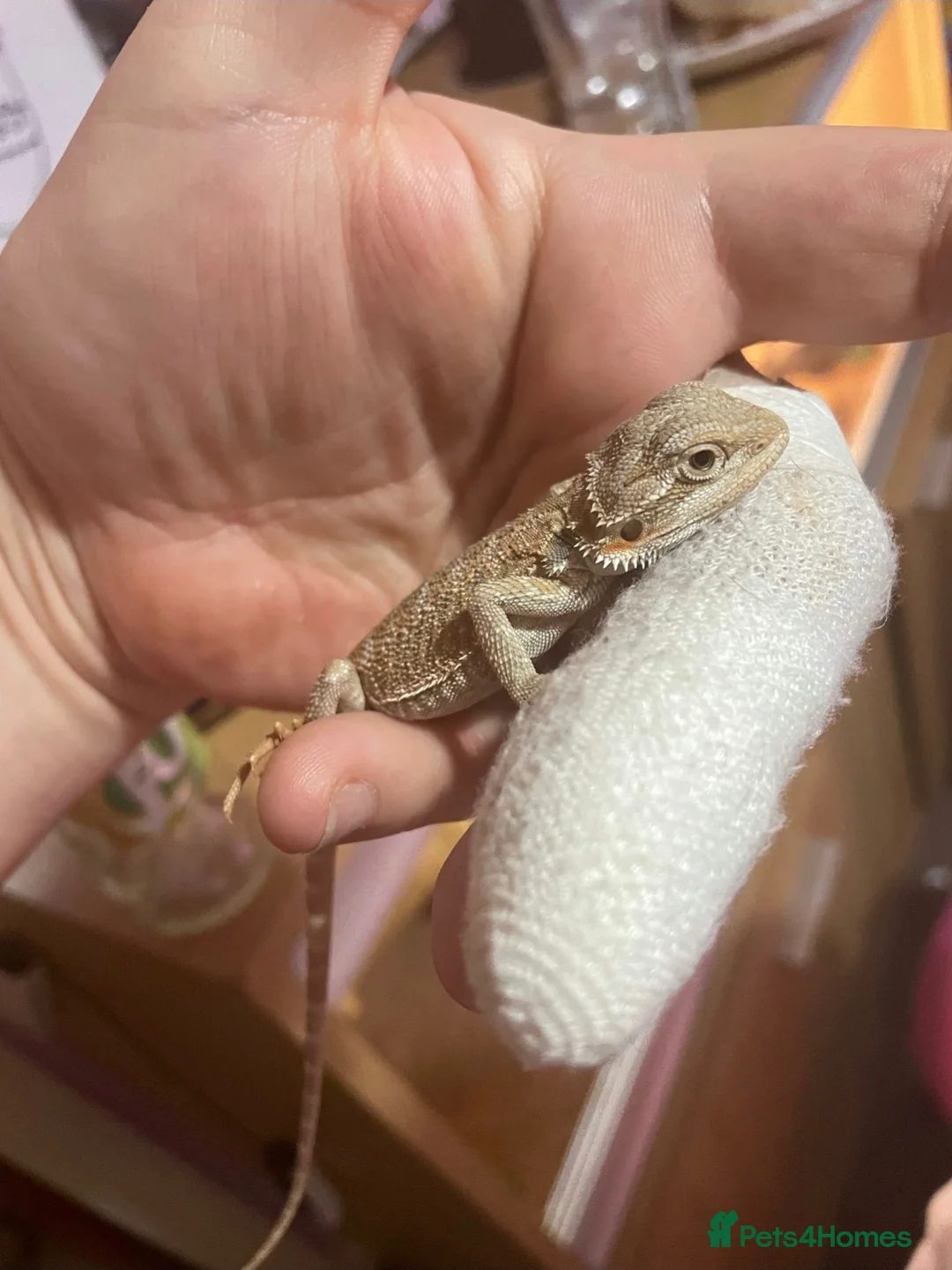 Bearded Dragon reptiles for sale: 5 year old lovely female Bearded Dragon + housing - Advert 5
