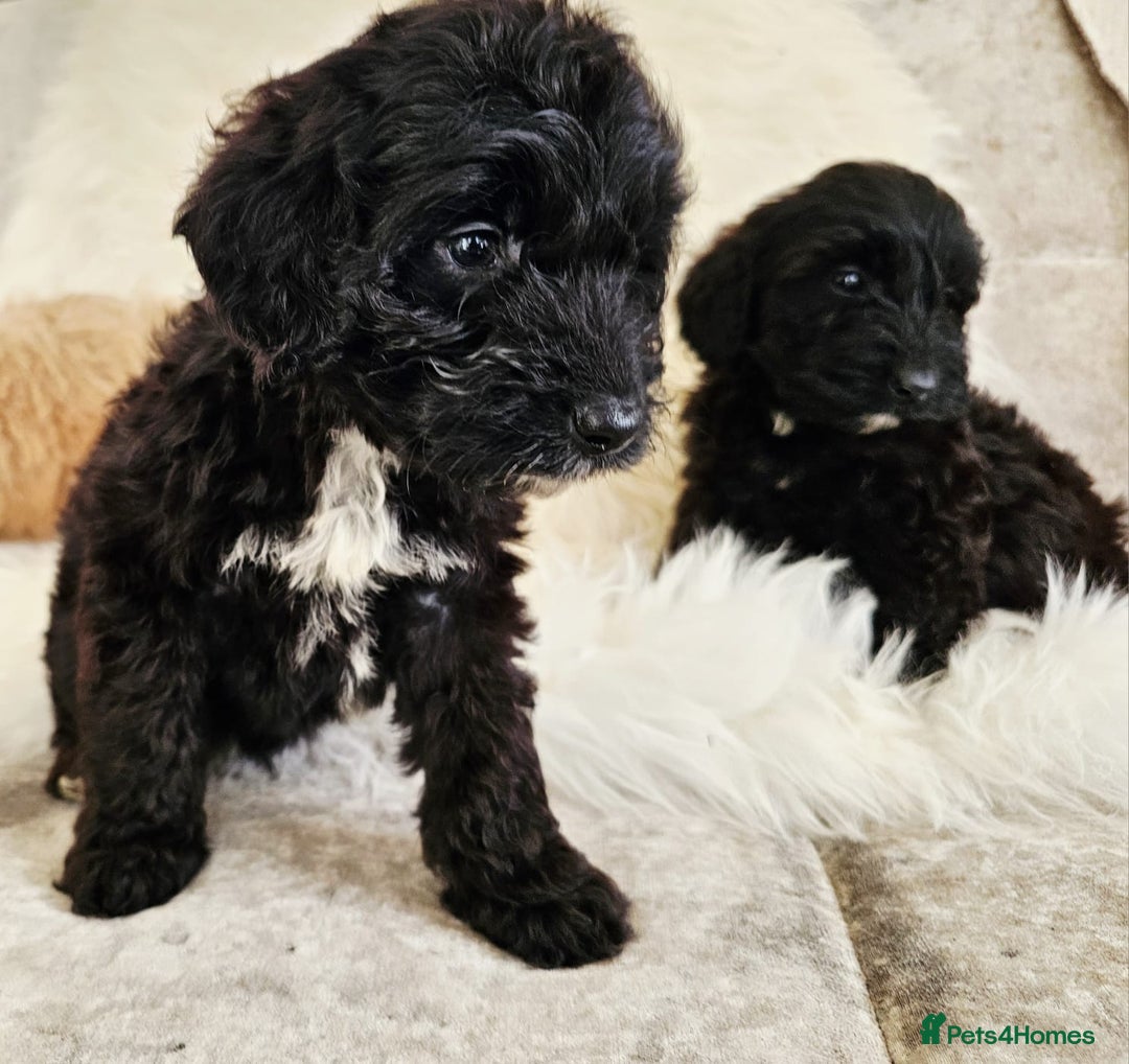 Cockapoo dogs for sale: F1B COCKAPOO 3 puppies 2 boys 1 girl available  - Advert 6