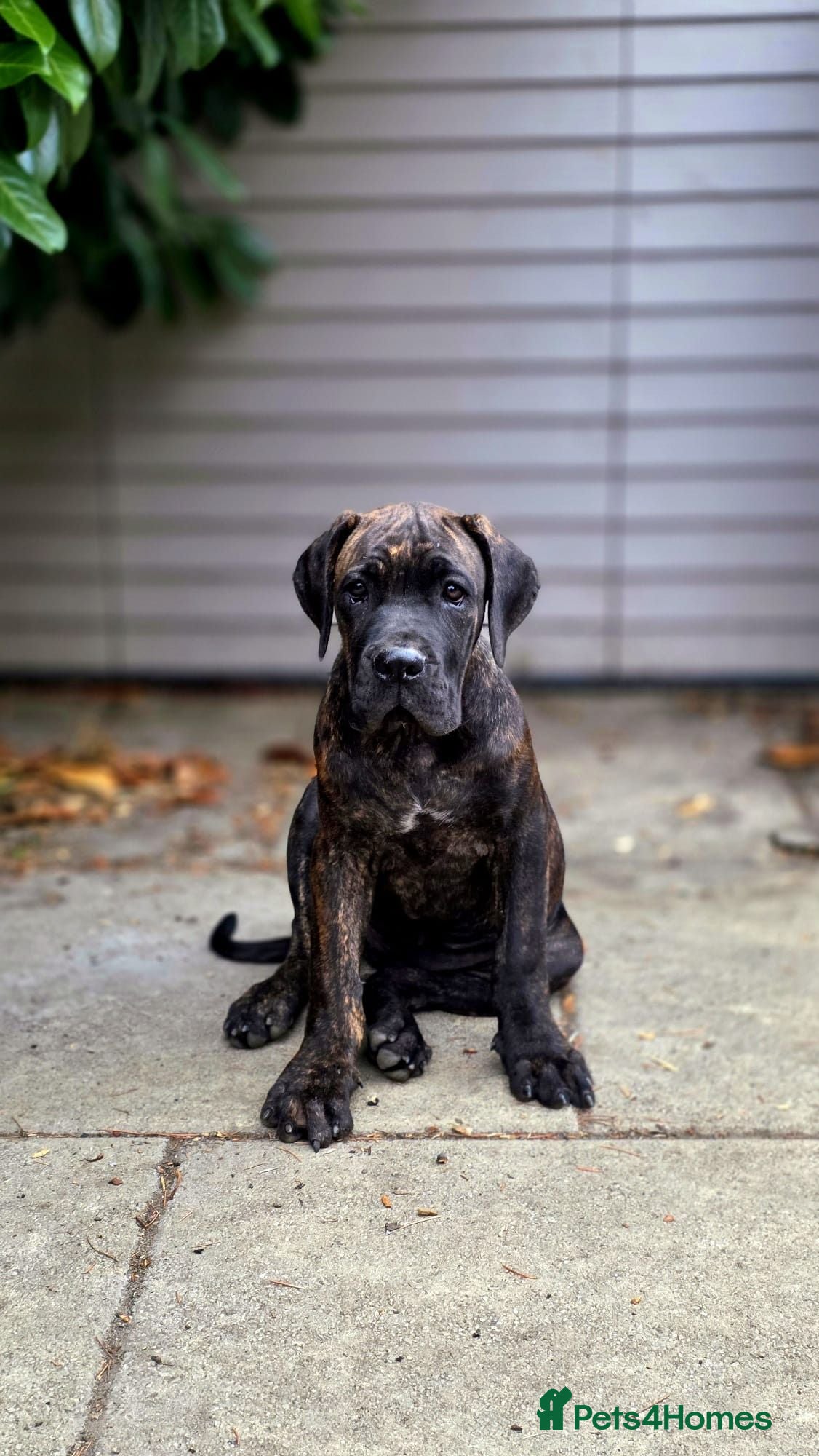 Cane Corso dogs 3 Cane Corso Puppies ready for their new home - Advert 12