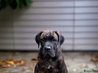 Cane Corso dogs Brindle Cane Corso Puppy with Champion Blood Line - Advert 6