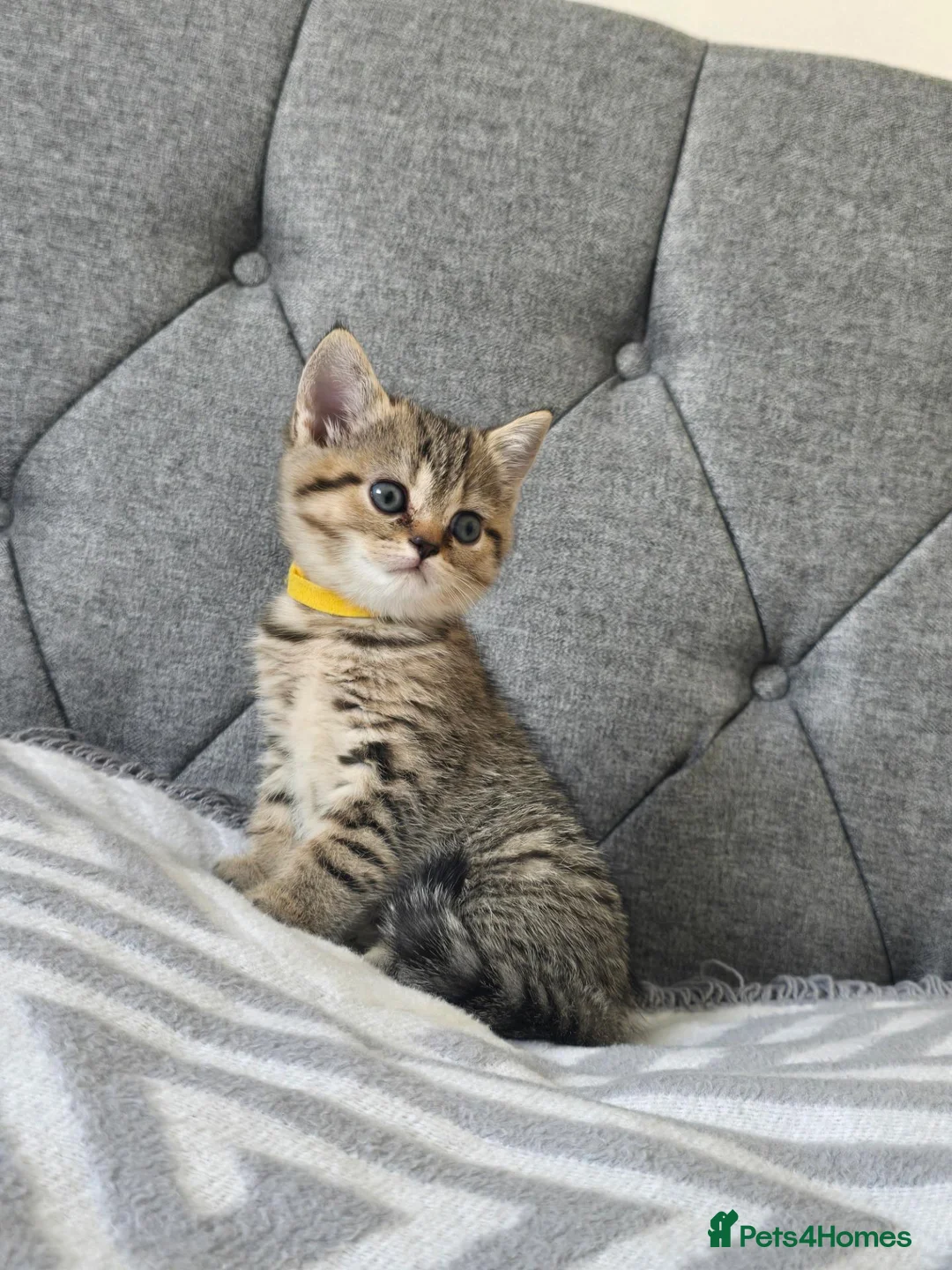 British Shorthair cats for sale: 2 girls and 1 boy in Tilbury - Advert 12