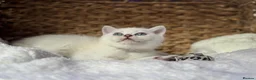 Scottish Fold cats for sale: British short hairs (Scottish straight) ready  - Advert 20