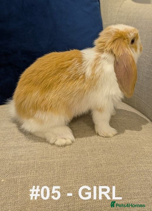 Mini Lop rabbits Exceptional Mini-Lops. Collect: Sun 16th August - Advert 2