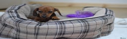 Miniature Dachshund dogs for sale: 🌟Gorgeous Miniature Dachshunds🌟 - Advert 13
