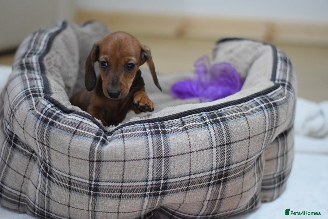 Miniature Dachshund dogs for sale: 🌟Gorgeous Miniature Dachshunds🌟 - Advert 13