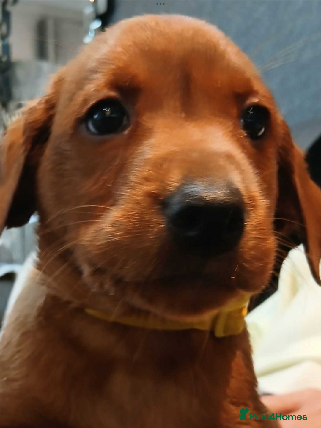 Labrador Retriever dogs for sale: KC Reg Fox Red Labrador pups.Council licensed. - Image 7