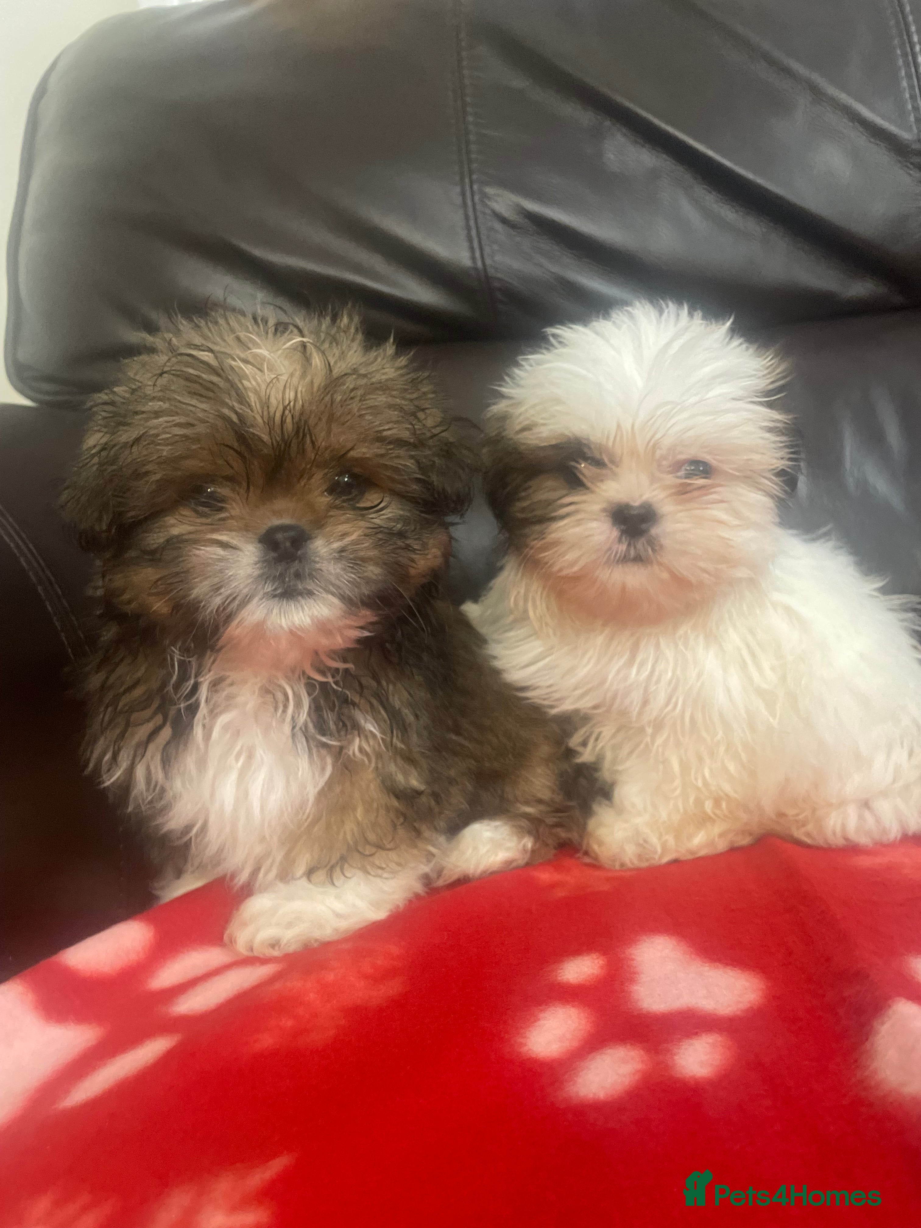 Lhasa Apso dogs 🧸🩷💙2 fluffy Lhasa apso puppies  - Advert 2