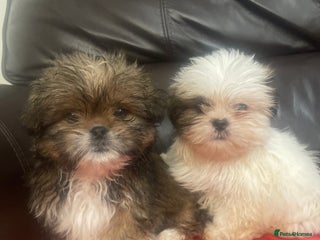 Lhasa Apso dogs 🧸🩷💙2 fluffy Lhasa apso puppies - Advert 2