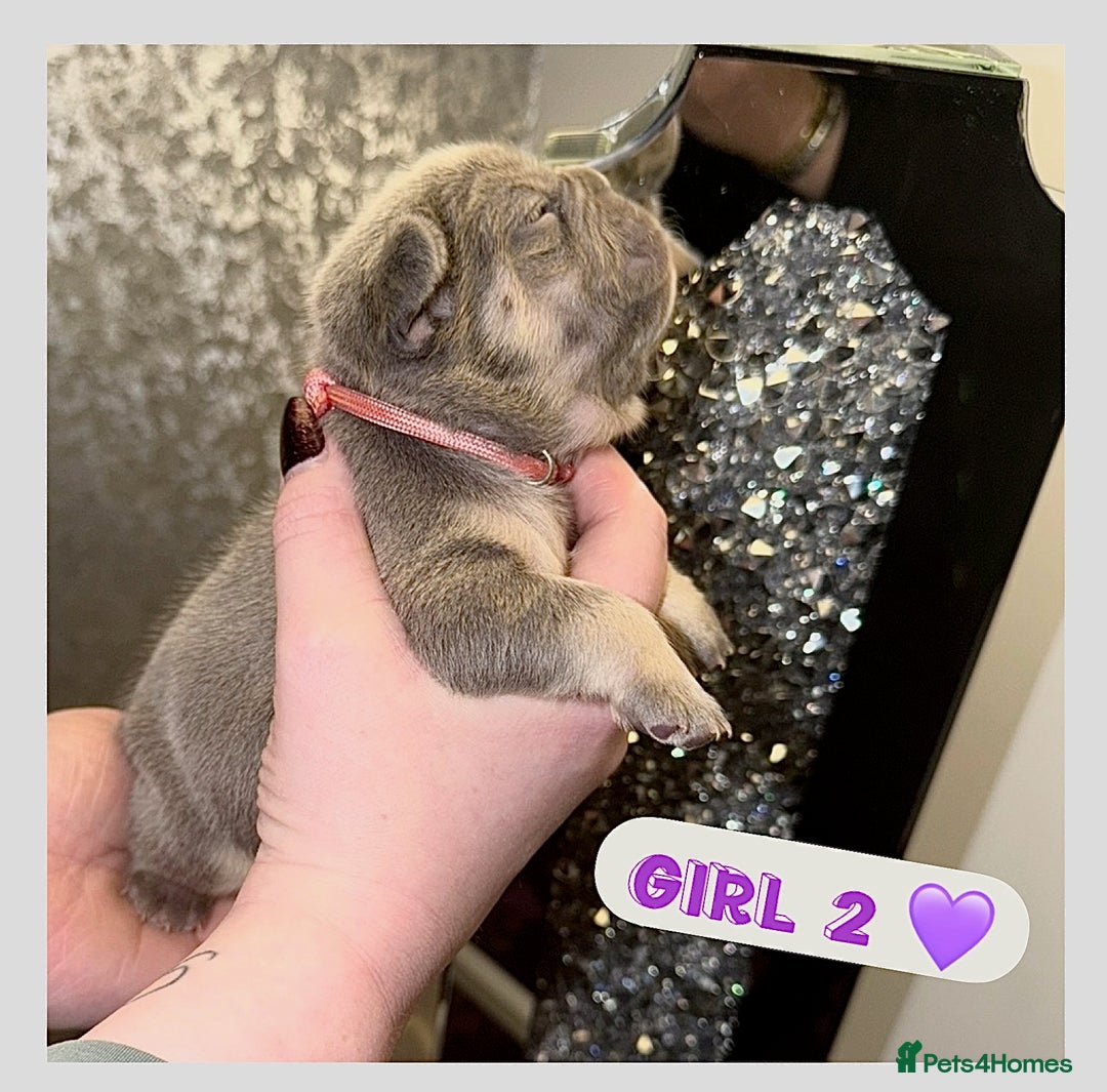 French Bulldog dogs for sale: French bulldog puppies  - Advert 5