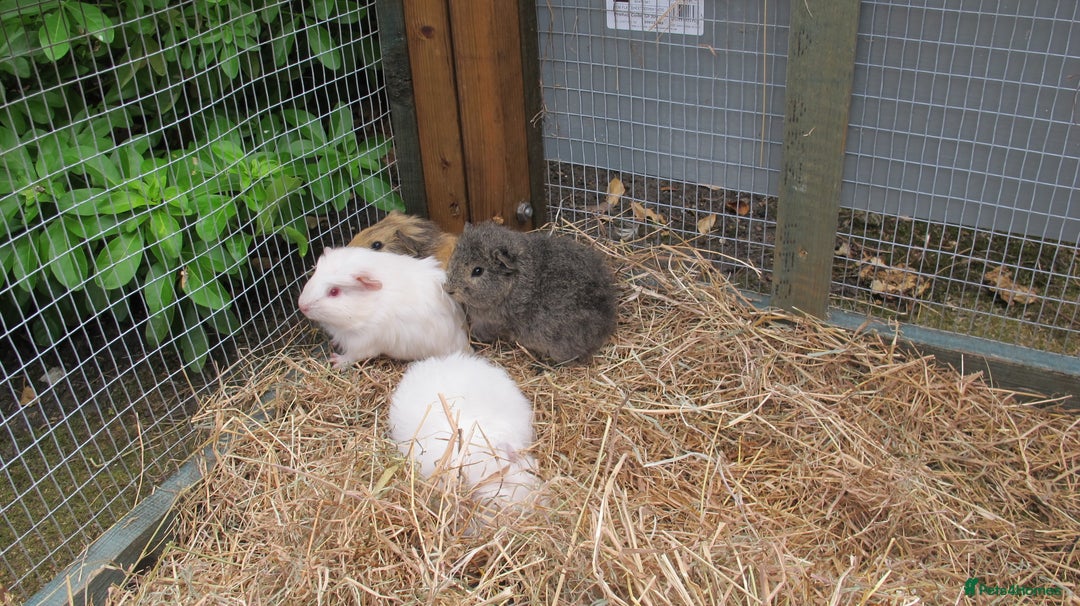 Guinea Pig rodents for sale: beautiful male guinea pigs - Image 5