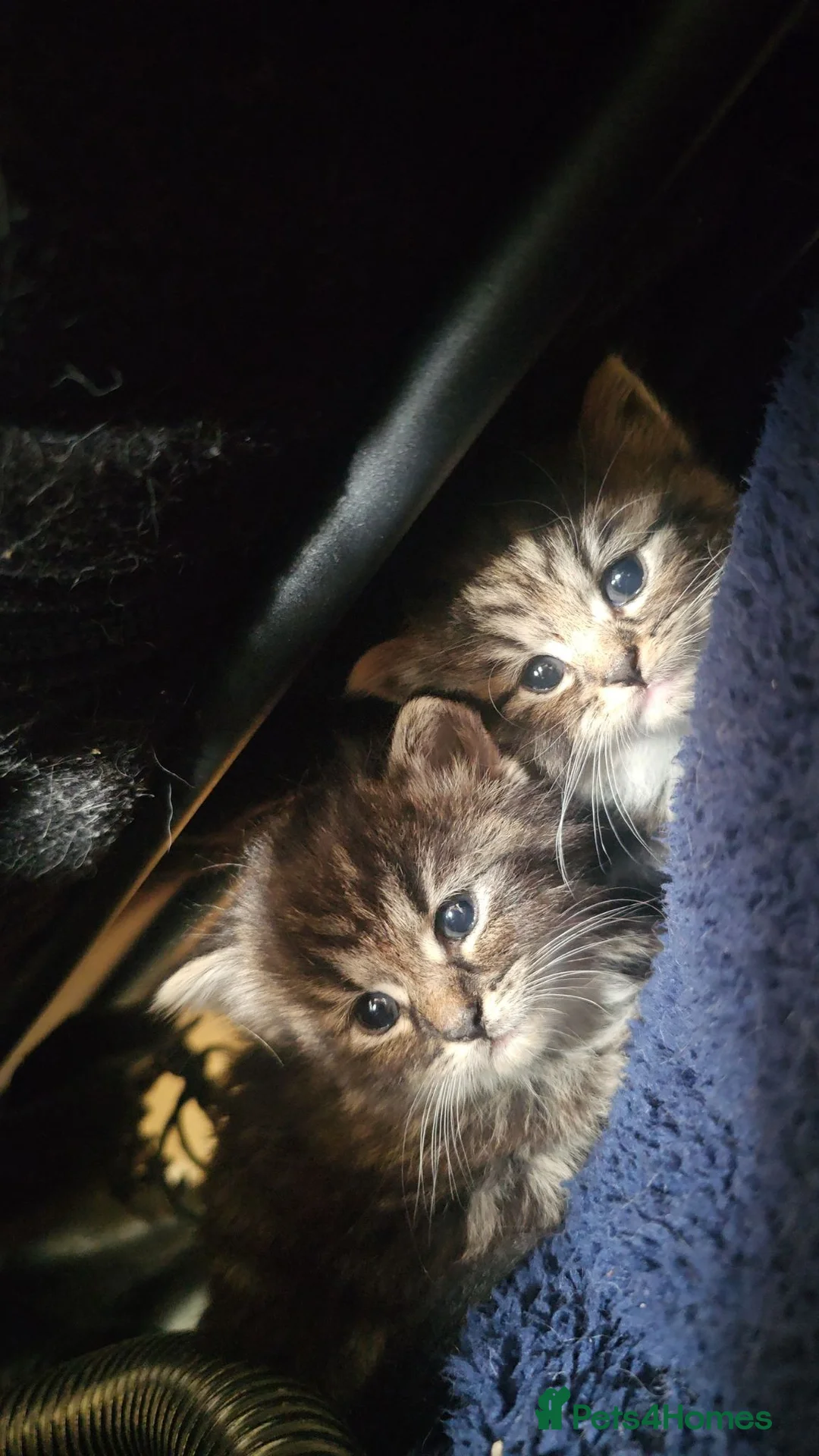 Mixed Breed cats for sale: Gorgeous Fluffy Kittens in Edinburgh - Advert 2