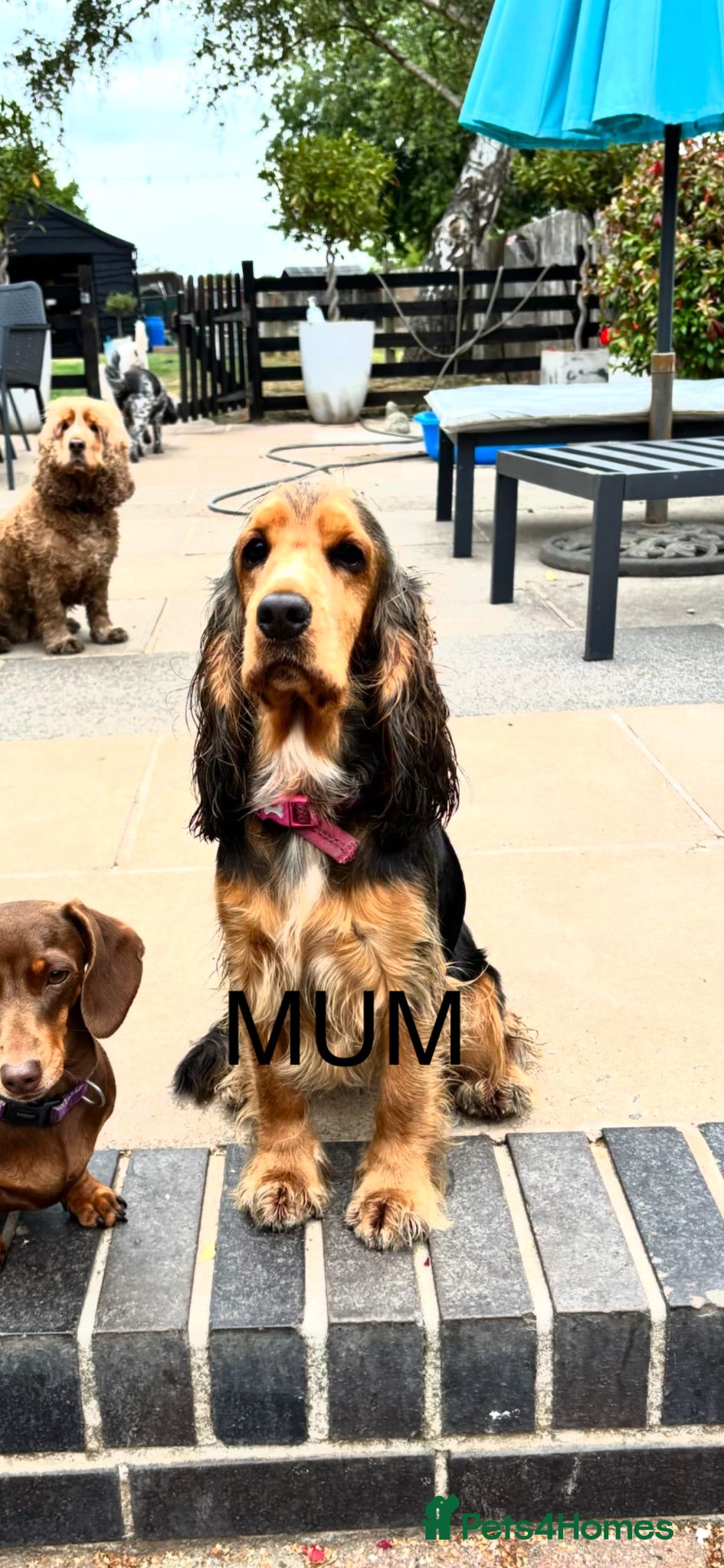 Cocker Spaniel dogs Stunning 5⭐️ show cockers 4th generation  - Advert 2