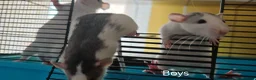 Rat rodents for sale: READY NOW! Updated. Gorgeous fancy dumbo rats - Advert 14
