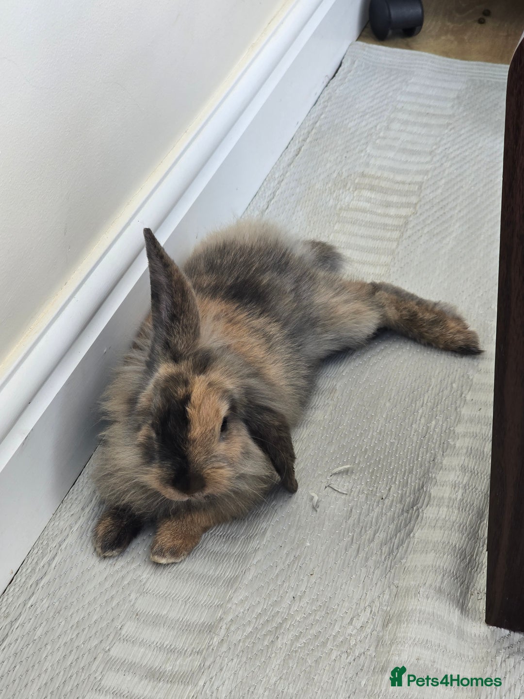 Mixed Breed rabbits for sale: Female Rabbit for rehoming - Advert 1