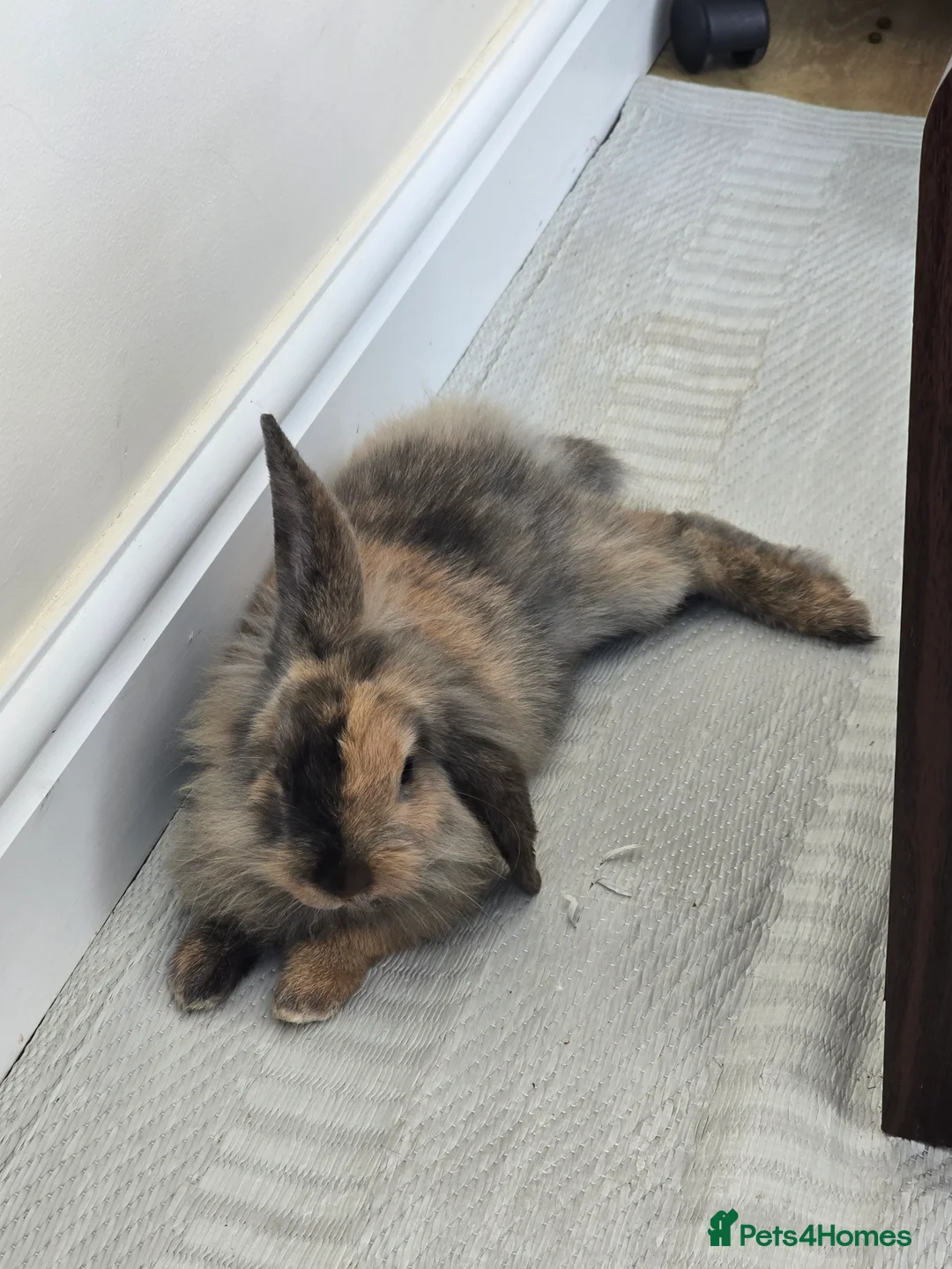 Mixed Breed rabbits for sale: Female Rabbit for rehoming - Advert 1
