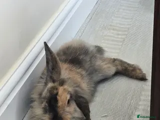 Mixed Breed rabbits Female Rabbit for rehoming - Advert 14