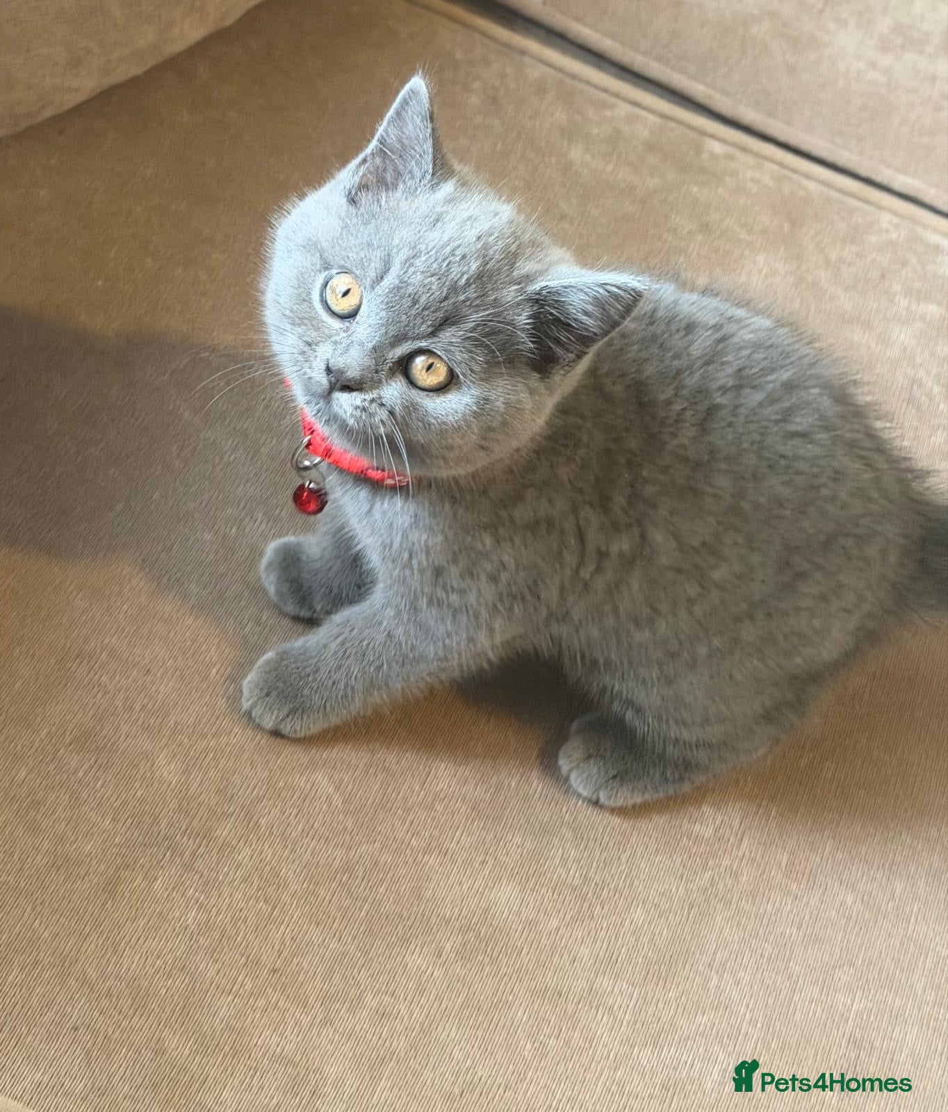 British Shorthair cats Stunning Full pedigree BSH KITTENS ( GCCF REG )  - Advert 2