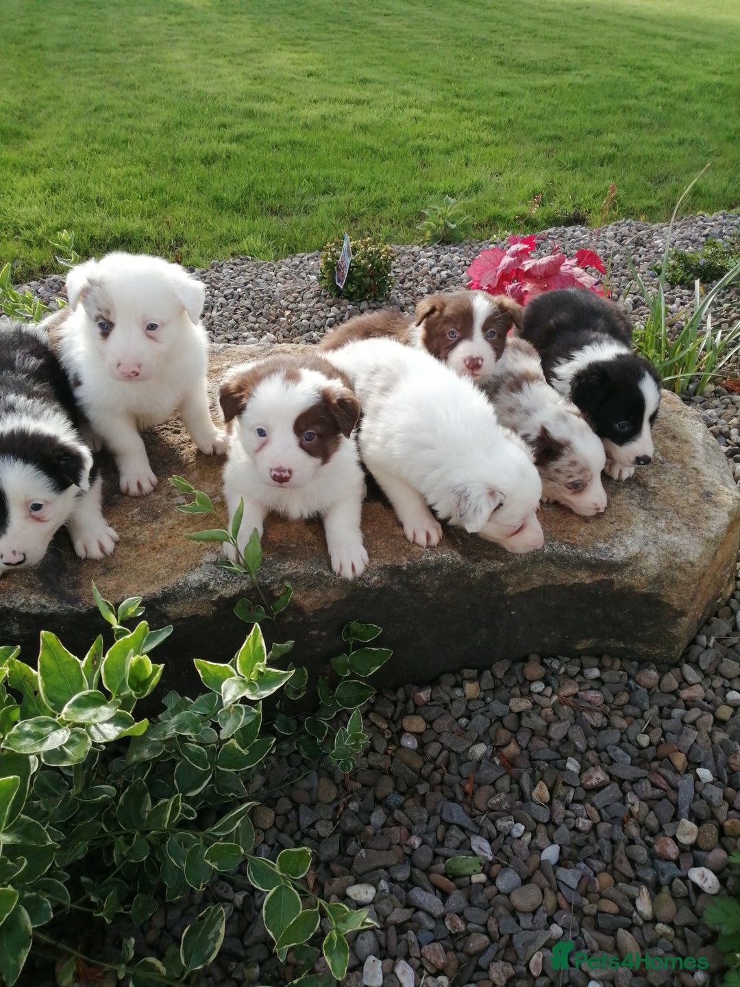 Border Collie dogs for sale: Blue merle pups - Advert 1