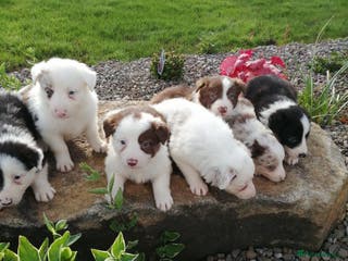 Border Collie dogs Blue merle pups - Advert 2