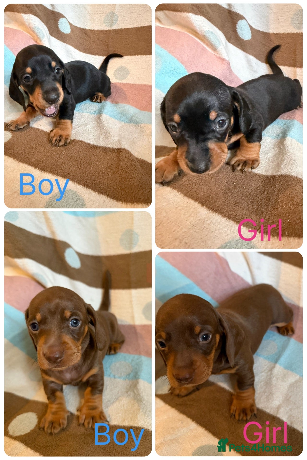 Dachshund dogs 🐾💕GORGEOUS DACHSHUND PUPPIES🐾💕 - Advert 7