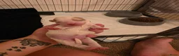 Cockapoo dogs for sale: 2 beautiful 3/4 poodle puppies  - Advert 5