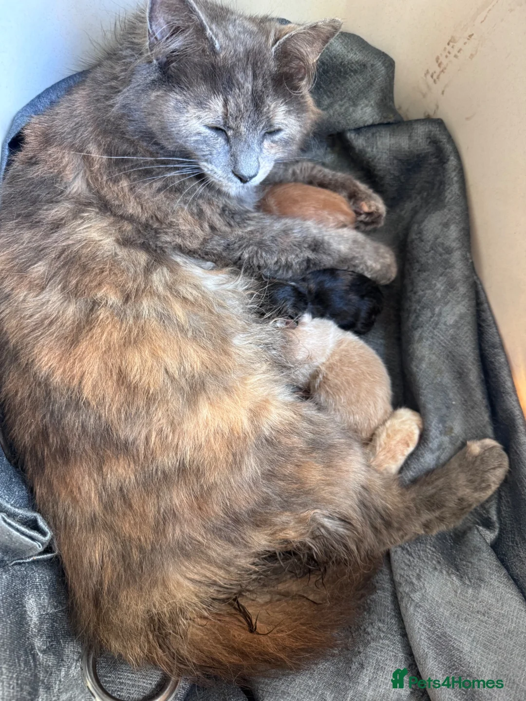 Mixed Breed cats for sale: Last remaining kittens  - Advert 5