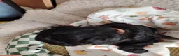 Mixed Breed dogs for sale: CockerJack Doodles  in Norwich - Advert 11