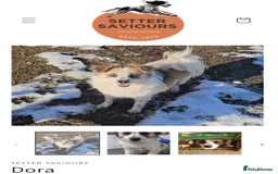 Papillon dogs for adoption: Dora! in Scarborough - Image 2