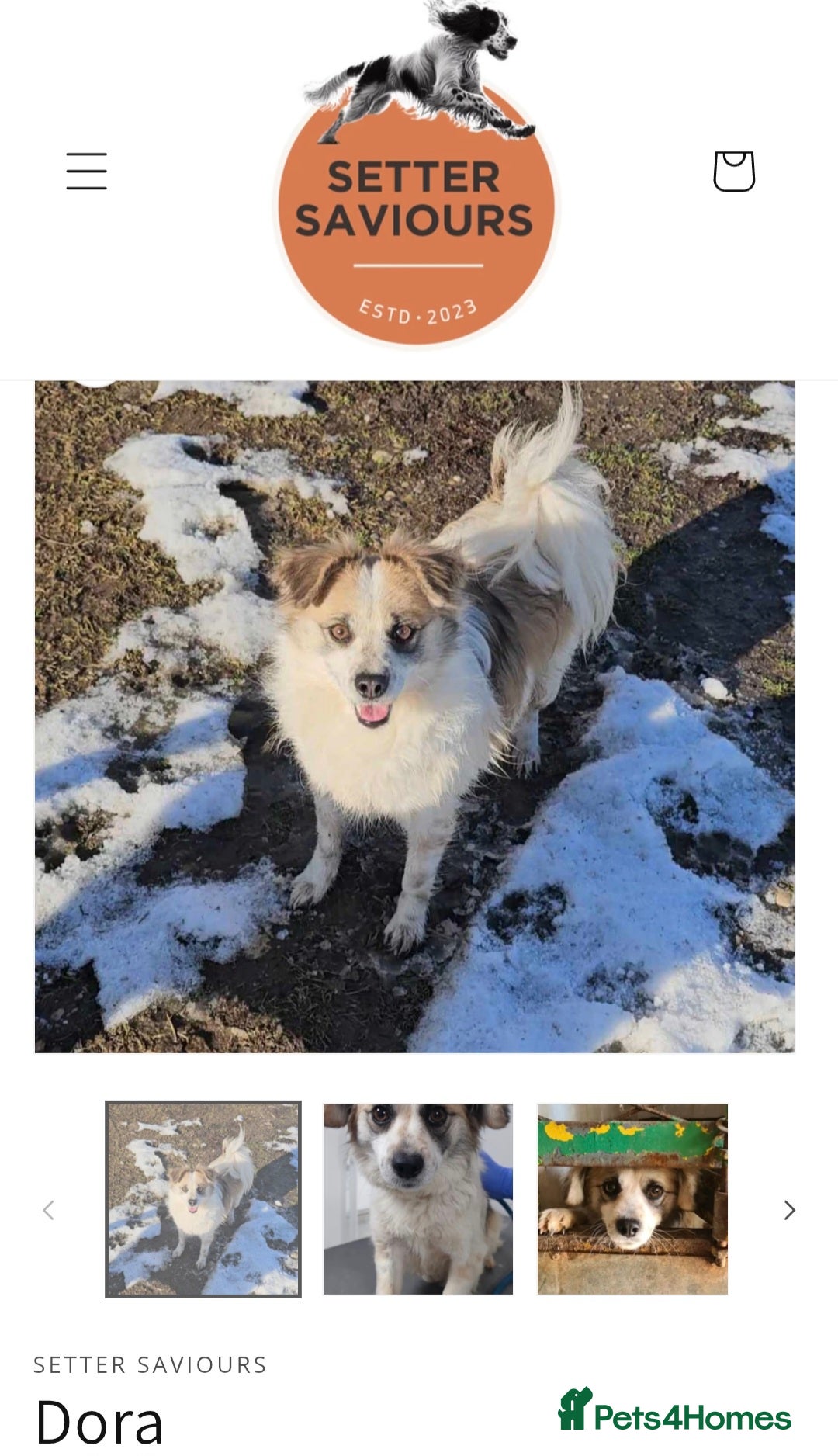 Papillon dogs for adoption: Dora! in Scarborough - Image 2