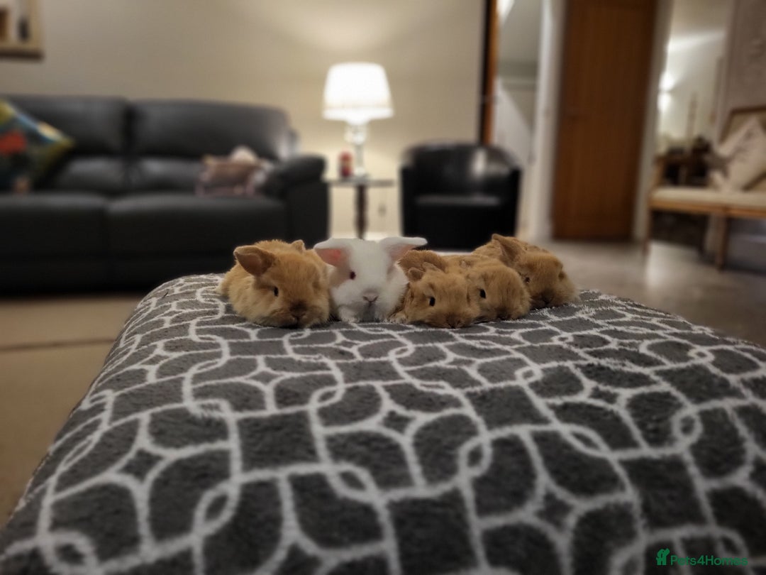 Mini Lop rabbits for sale: Gorgeous Mini Lop Bunnies ready in 2 weeks Reserve - Advert 11