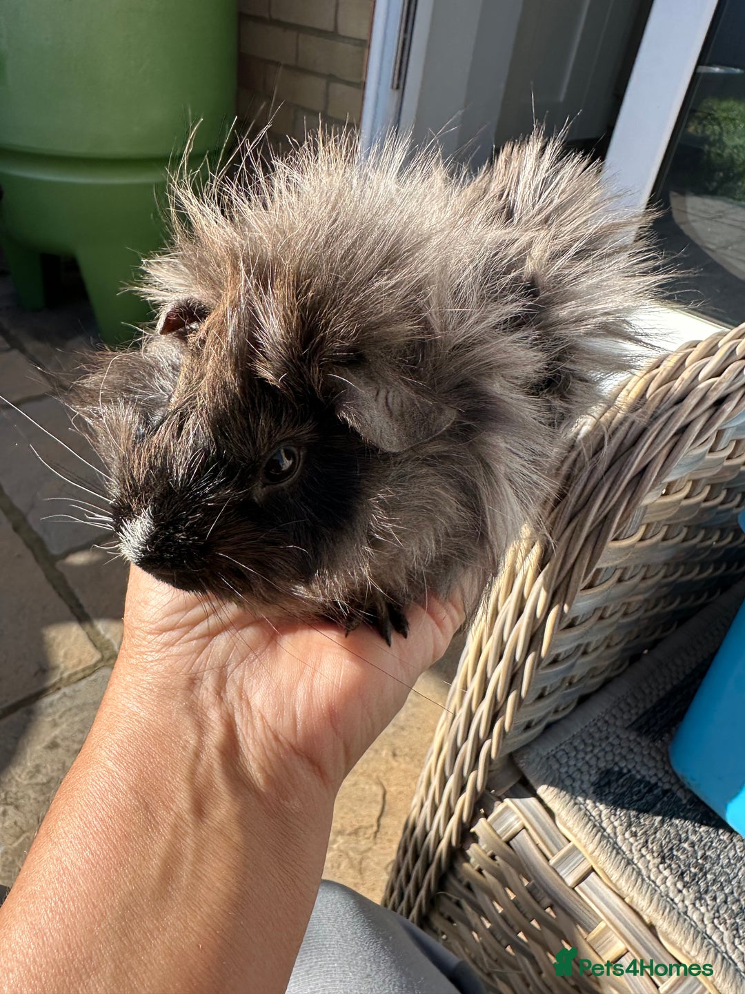 Guinea Pig rodents for sale: 3 Handsome male baby guinea pigs. - Image 11
