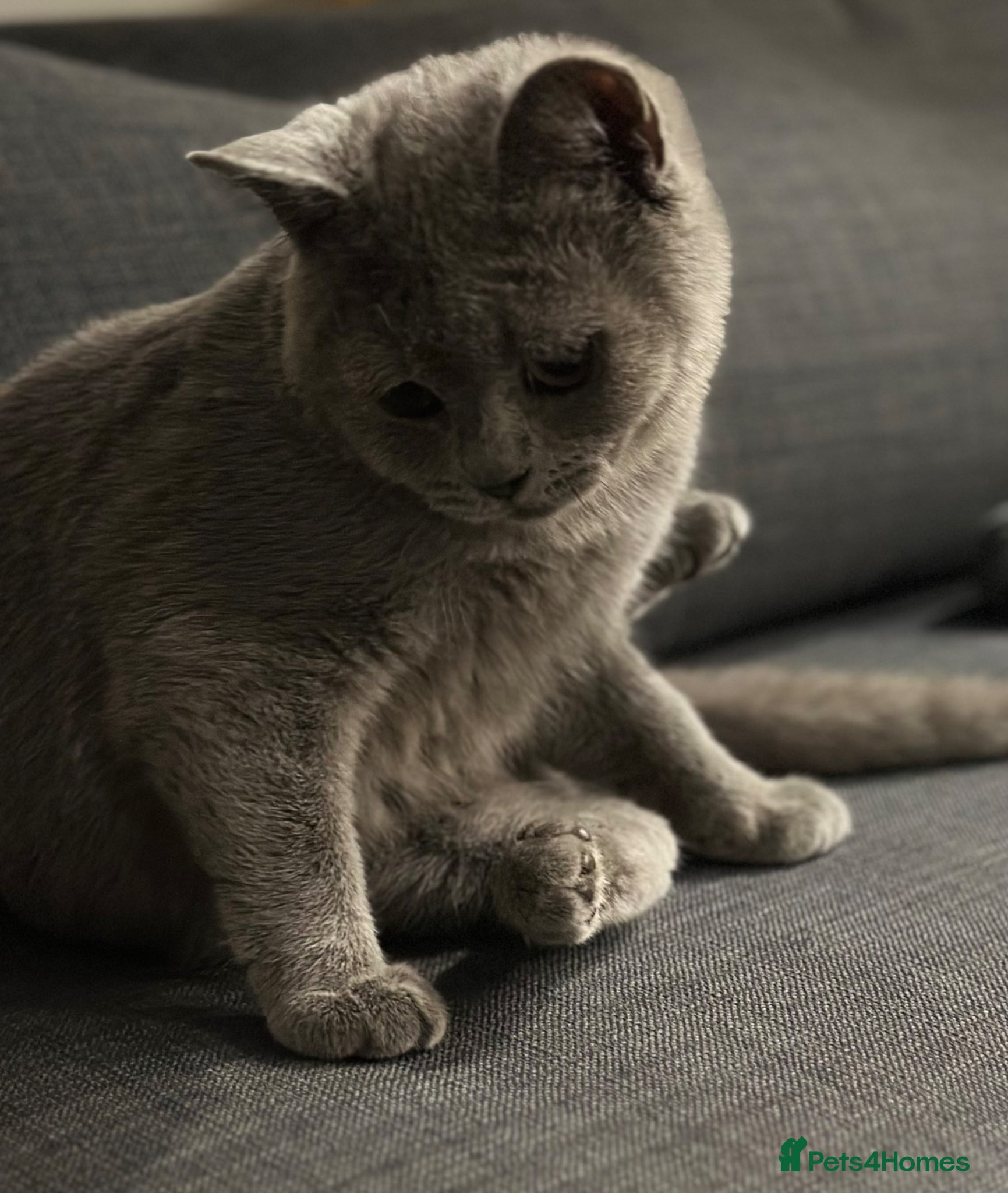 British Shorthair cats Beautiful, loving male British Shorthair - Advert 5