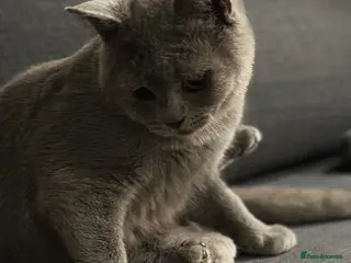 British Shorthair cats Beautiful, loving male British Shorthair - Advert 5