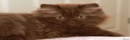 British Longhair cats for sale: Stunning Males TICA Reg - Advert 5