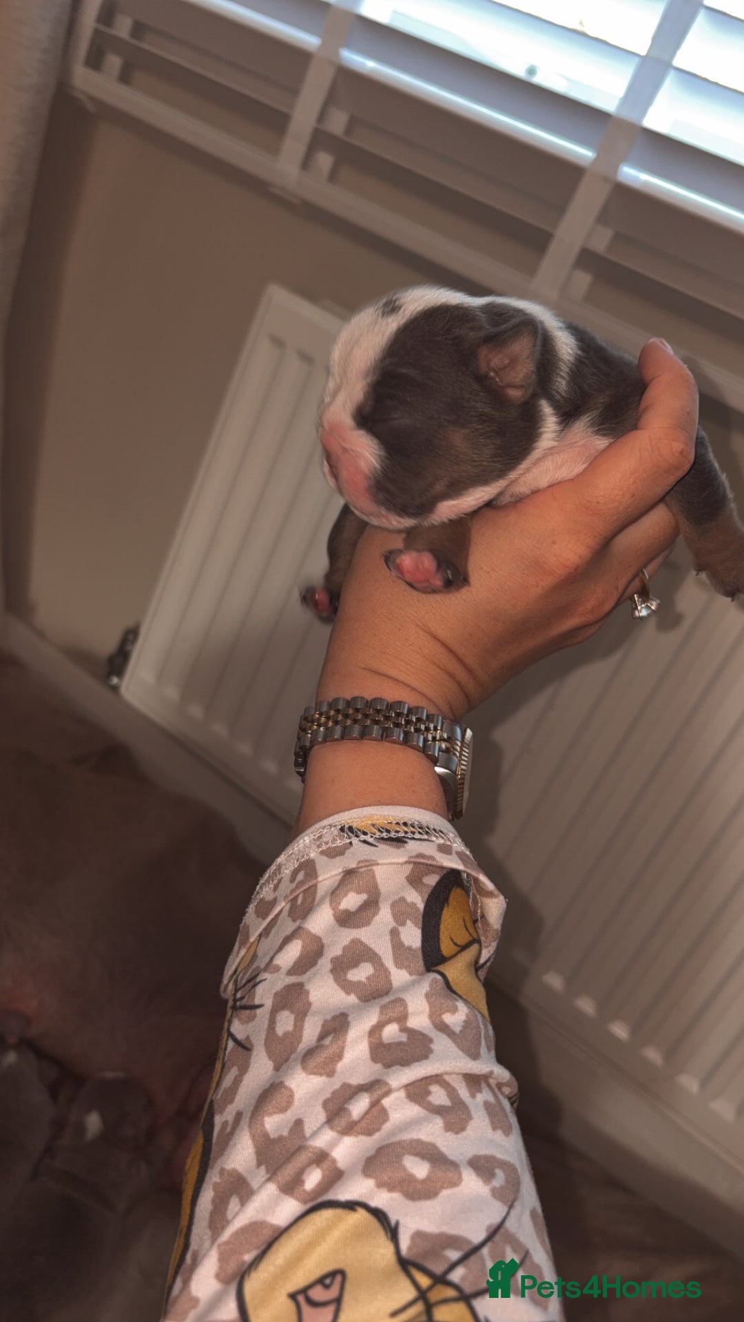 English Bulldog dogs for sale: BRITISH BULLDOG MALE/FEMALE - Image 10