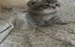Scottish Fold cats for sale: Scottish fold kittens ready for reservation. - Image 11